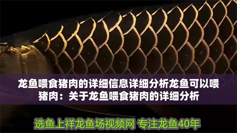 龍魚喂食豬肉的詳細信息詳細分析龍魚可以喂豬肉：關于龍魚喂食豬肉的詳細分析 龍魚喂食豬肉的詳細信息詳細分析龍魚可以喂豬肉：關于龍魚喂食豬肉的詳細分析 龍魚百科