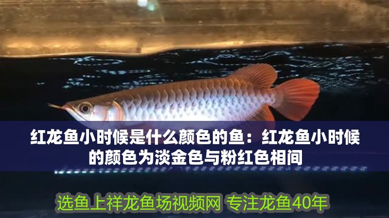 紅龍魚小時候是什么顏色的魚：紅龍魚小時候的顏色為淡金色與粉紅色相間