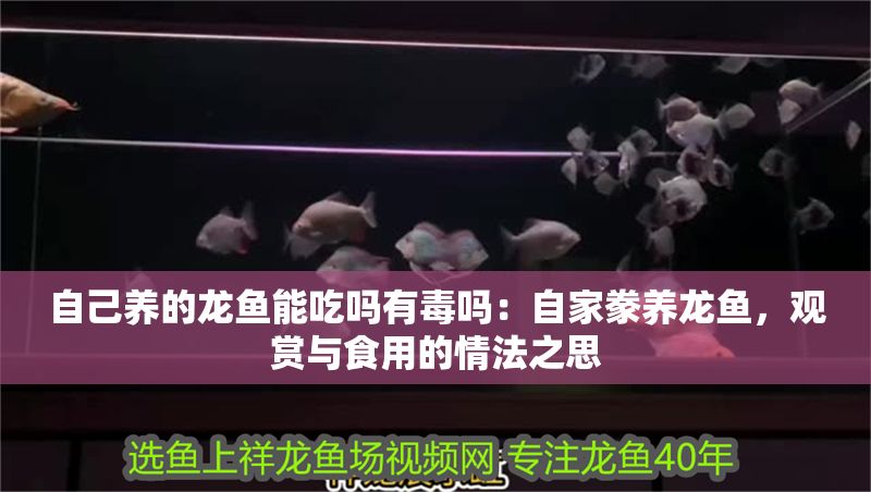 自己養的龍魚能吃嗎有毒嗎：自家豢養龍魚，觀賞與食用的情法之思
