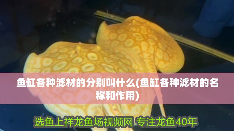魚缸各種濾材的分別叫什么(魚缸各種濾材的名稱和作用)