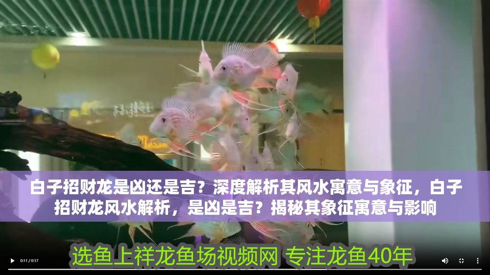 白子招財(cái)龍是兇還是吉？深度解析其風(fēng)水寓意與象征，白子招財(cái)龍風(fēng)水解析，是兇是吉？揭秘其象征寓意與影響