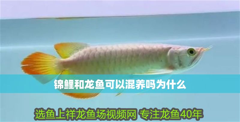 錦鯉和龍魚可以混養嗎為什么