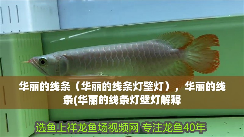 華麗的線條（華麗的線條燈壁燈），華麗的線條(華麗的線條燈壁燈解釋 華麗的線條（華麗的線條燈壁燈），華麗的線條(華麗的線條燈壁燈解釋 觀賞魚百科 第2張