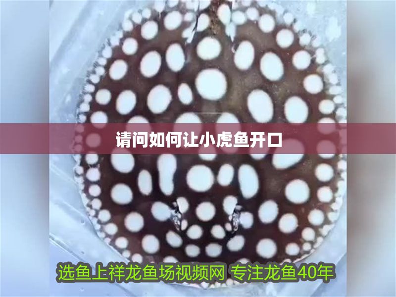 請問如何讓小虎魚開口 請問如何讓小虎魚開口 虎魚百科 第1張