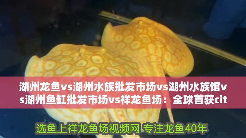湖州龍魚vs湖州水族批發市場vs湖州水族館vs湖州魚缸批發市場vs祥龍魚場：全球首獲cites準證繁殖及出口湖州龍魚 湖州龍魚vs湖州水族批發市場vs湖州水族館vs湖州魚缸批發市場vs祥龍魚場：全球首獲cites準證繁殖及出口湖州龍魚 祥龍魚場各市分站 第2張