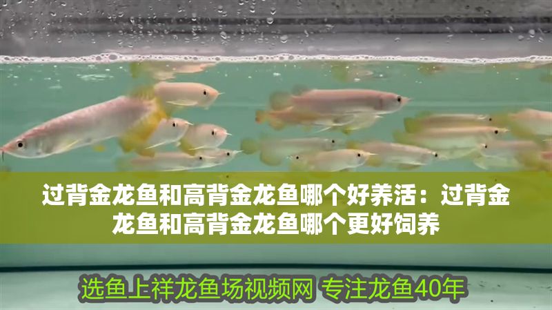過背金龍魚和高背金龍魚哪個好養活：過背金龍魚和高背金龍魚哪個更好飼養