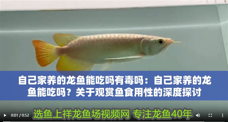 自己家養的龍魚能吃嗎有毒嗎：自己家養的龍魚能吃嗎？關于觀賞魚食用性的深度探討