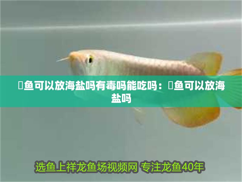 魟魚可以放海鹽嗎有毒嗎能吃嗎：魟魚可以放海鹽嗎 魟魚可以放海鹽嗎有毒嗎能吃嗎：魟魚可以放海鹽嗎 魟魚百科 第2張