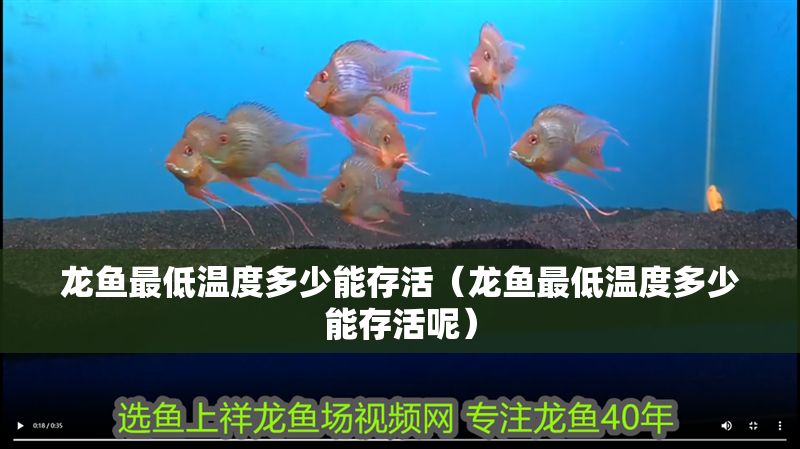 龍魚最低溫度多少能存活（龍魚最低溫度多少能存活呢）