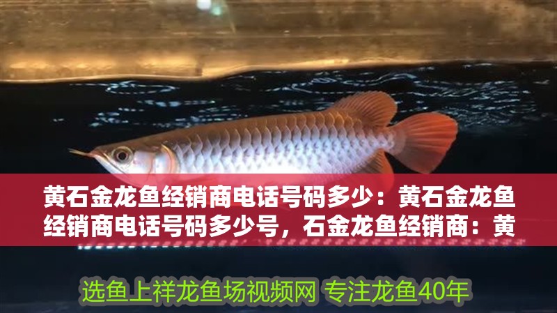 黃石金龍魚經銷商電話號碼多少：黃石金龍魚經銷商電話號碼多少號，石金龍魚經銷商：黃石金龍魚經銷商電話號碼如何查詢