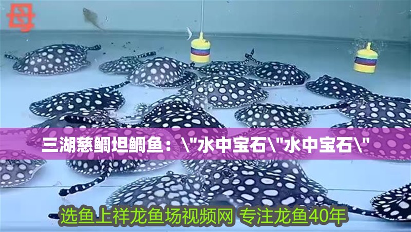 三湖慈鯛坦鯛魚：\