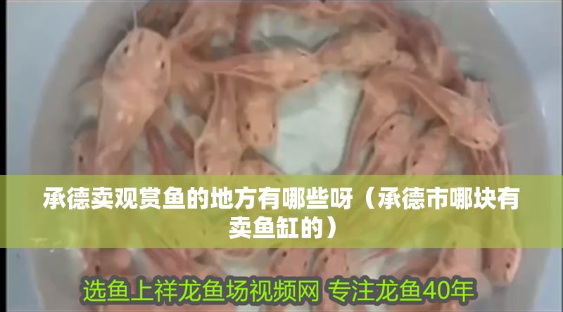 承德賣觀賞魚的地方有哪些呀（承德市哪塊有賣魚缸的）