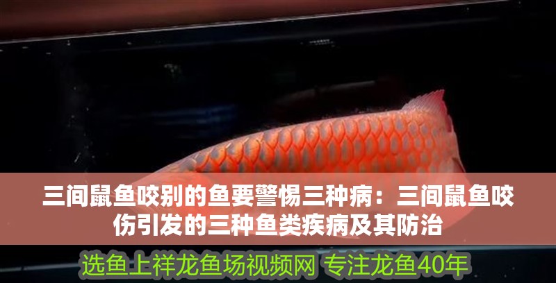 三間鼠魚咬別的魚要警惕三種?。喝g鼠魚咬傷引發(fā)的三種魚類疾病及其防治