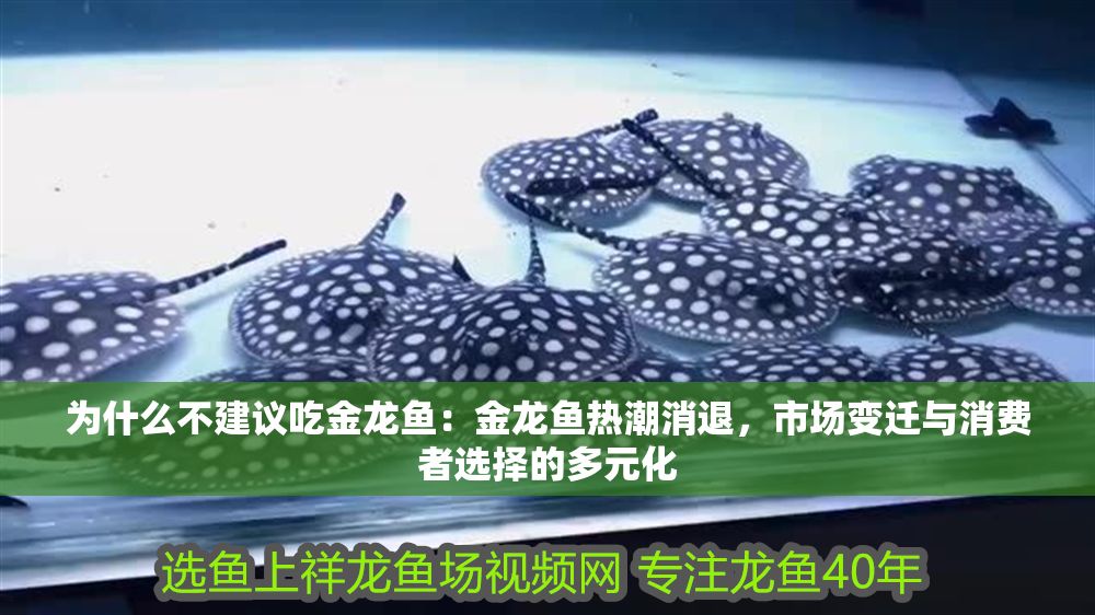 為什么不建議吃金龍魚：金龍魚熱潮消退，市場變遷與消費者選擇的多元化