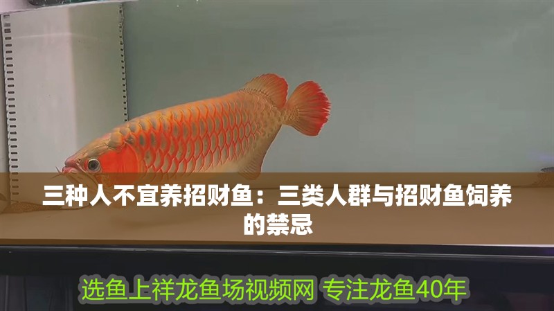 三種人不宜養招財魚：三類人群與招財魚飼養的禁忌