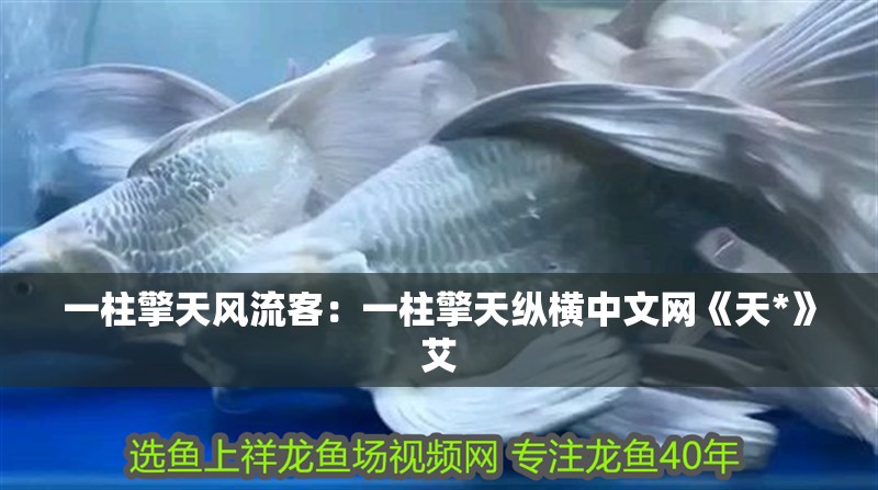 一柱擎天風流客：一柱擎天縱橫中文網《天*》艾