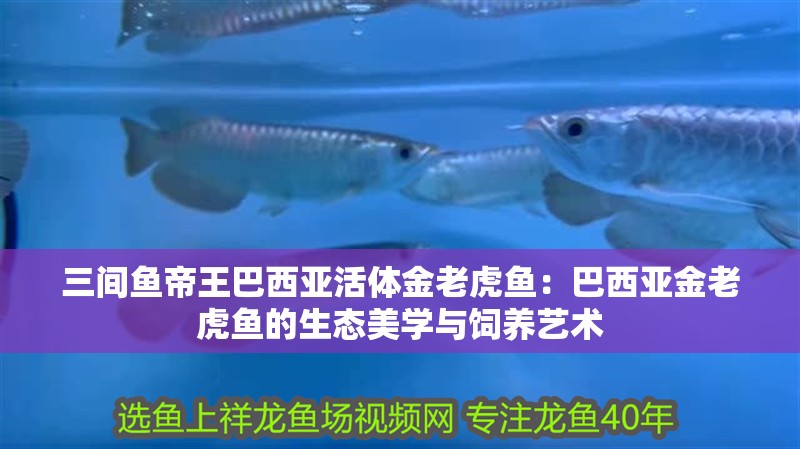 三間魚帝王巴西亞活體金老虎魚：巴西亞金老虎魚的生態美學與飼養藝術