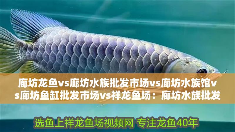 廊坊龍魚vs廊坊水族批發市場vs廊坊水族館vs廊坊魚缸批發市場vs祥龍魚場：廊坊水族批發市場特色