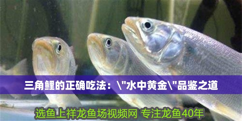 三角鯉的正確吃法：\