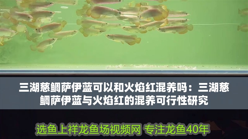 三湖慈鯛薩伊藍可以和火焰紅混養嗎:三湖慈鯛薩伊藍與火焰紅的混養可行性研究 龍魚論壇 三湖慈鯛薩伊藍可以和火焰紅混養嗎:三湖慈鯛薩伊藍與火焰紅的混養可行性研究 三湖慈鯛薩伊藍可以和火焰紅混養嗎:三湖慈鯛薩伊藍與火焰紅的混養可行性研究 龍魚論壇