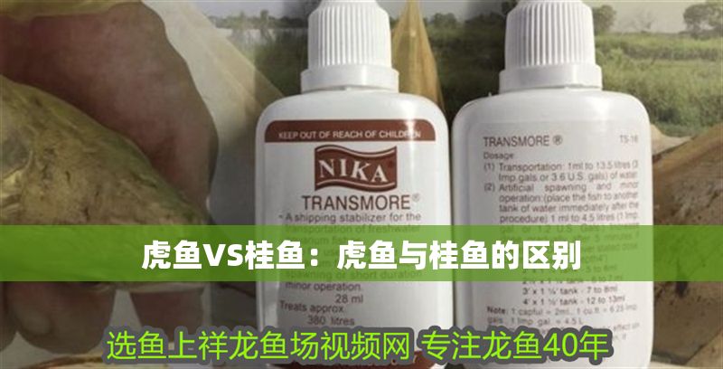 虎魚VS桂魚：虎魚與桂魚的區別