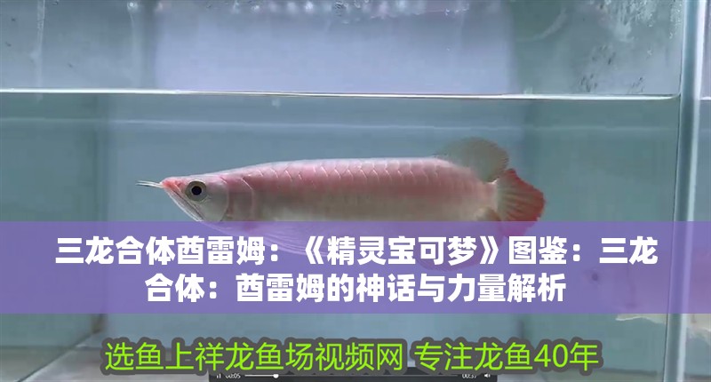 三龍合體酋雷姆：《精靈寶可夢(mèng)》圖鑒：三龍合體：酋雷姆的神話與力量解析