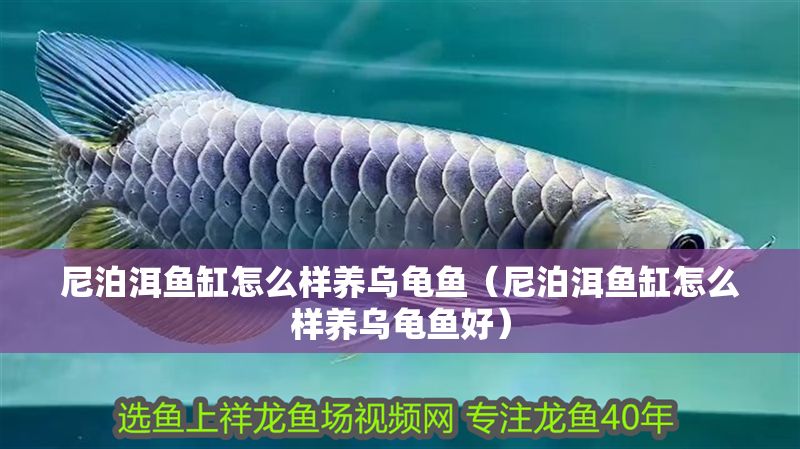 尼泊洱魚缸怎么樣養烏龜魚（尼泊洱魚缸怎么樣養烏龜魚好）