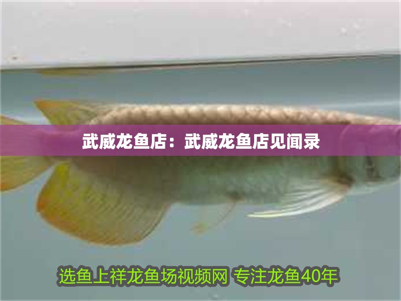 <strong><mark>武威</mark></strong>龍魚店：<strong><mark>武威</mark></strong>龍魚店見聞錄