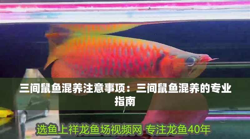 三間鼠魚混養(yǎng)注意事項(xiàng)：三間鼠魚混養(yǎng)的專業(yè)指南 三間鼠魚混養(yǎng)注意事項(xiàng)：三間鼠魚混養(yǎng)的專業(yè)指南 龍魚論壇