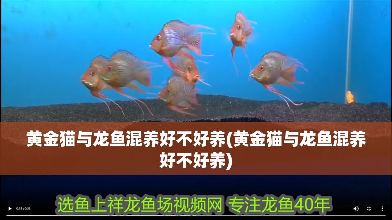 黃金貓與龍魚混養(yǎng)好不好養(yǎng)(黃金貓與龍魚混養(yǎng)好不好養(yǎng))