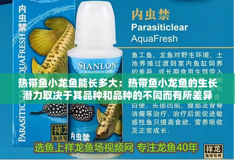 熱帶魚小龍魚能長多大：熱帶魚小龍魚的生長潛力取決于其品種和品種的不同而有所差異