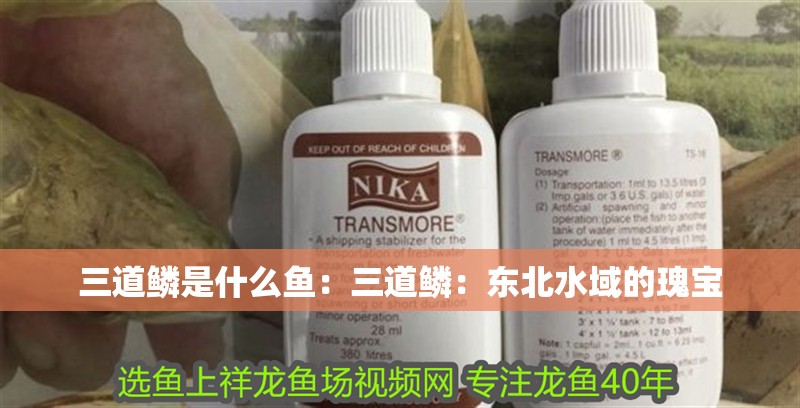三道鱗是什么魚：三道鱗：東北水域的瑰寶