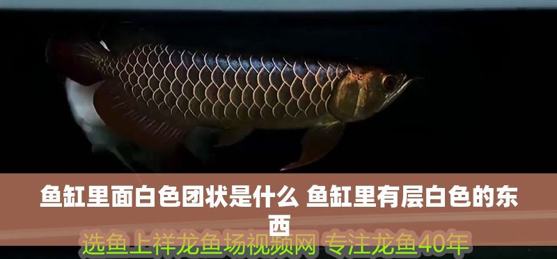 魚缸里面白色團(tuán)狀是什么 魚缸里有層白色的東西