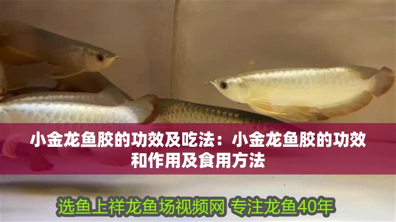 小金龍魚膠的功效及吃法：小金龍魚膠的功效和作用及食用方法