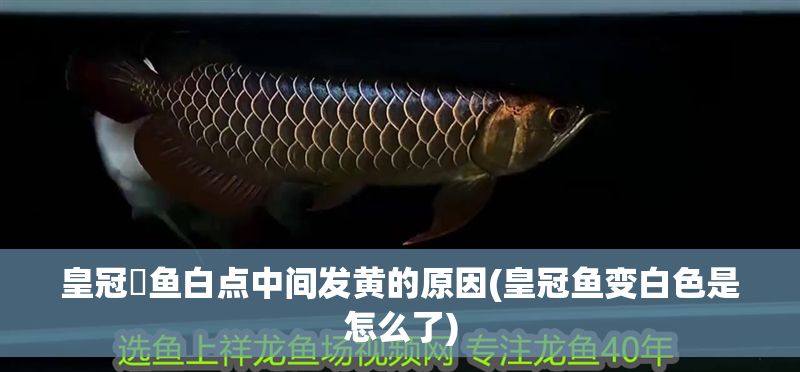 皇冠魟魚白點中間發黃的原因(皇冠魚變白色是怎么了)