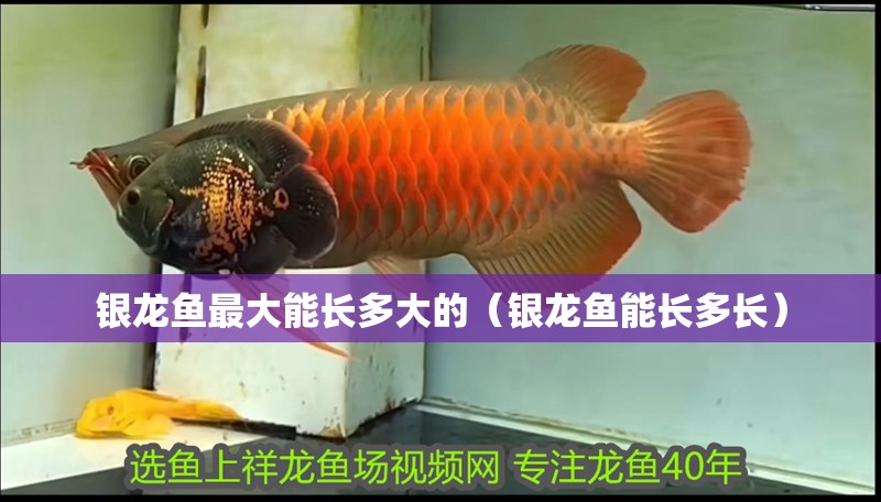 銀龍魚最大能長多大的（銀龍魚能長多長）