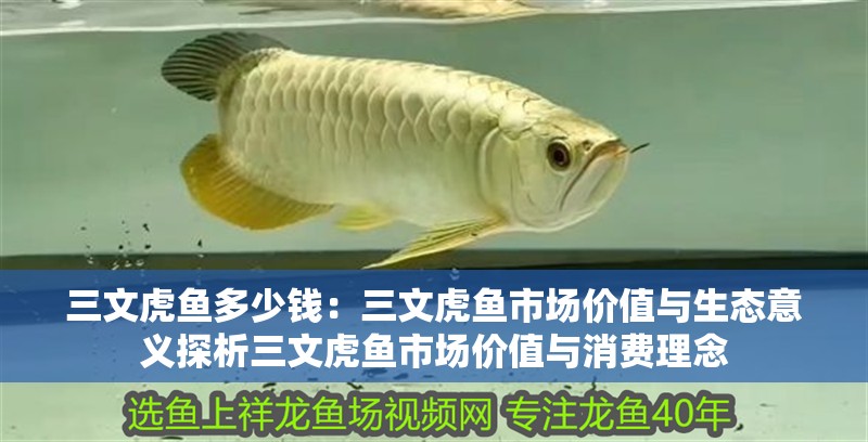 三文虎魚多少錢：三文虎魚市場價值與生態意義探析三文虎魚市場價值與消費理念