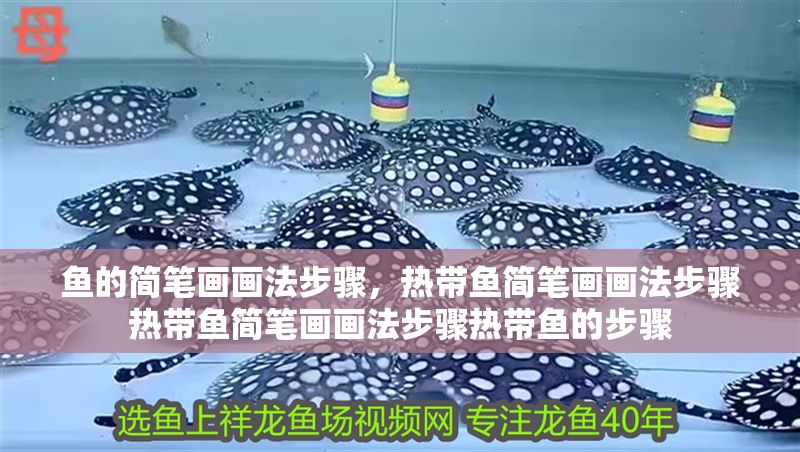 魚的簡(jiǎn)筆畫畫法步驟，熱帶魚簡(jiǎn)筆畫畫法步驟熱帶魚簡(jiǎn)筆畫畫法步驟熱帶魚的步驟