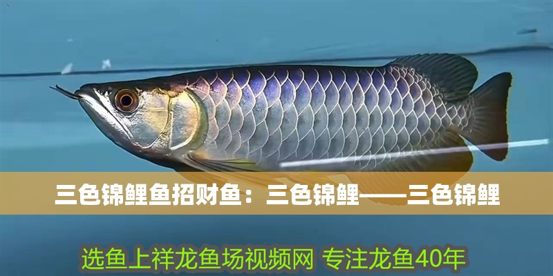 三色錦鯉魚招財魚：三色錦鯉——三色錦鯉