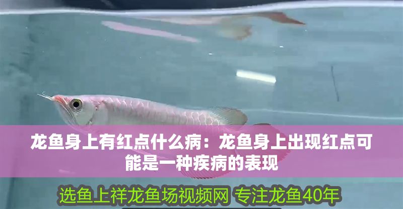 龍魚身上有紅點什么病：龍魚身上出現紅點可能是一種疾病的表現