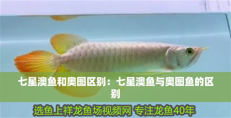 七星澳魚和奧圖區別:七星澳魚與奧圖魚的區別 龍魚論壇 七星澳魚和奧圖區別:七星澳魚與奧圖魚的區別 七星澳魚和奧圖區別:七星澳魚與奧圖魚的區別 龍魚論壇