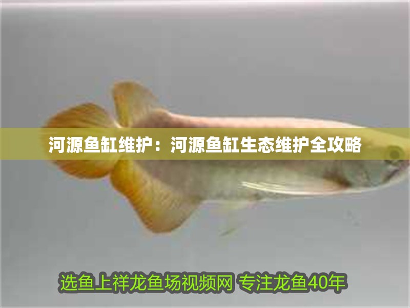 河源魚缸維護：河源魚缸生態維護全攻略