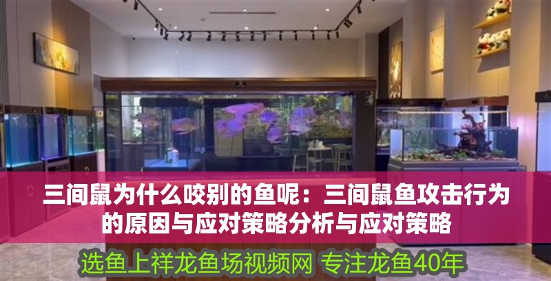 三間鼠為什么咬別的魚呢：三間鼠魚攻擊行為的原因與應對策略分析與應對策略