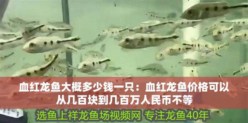 血紅龍魚大概多少錢一只：血紅龍魚價(jià)格可以從幾百塊到幾百萬人民幣不等