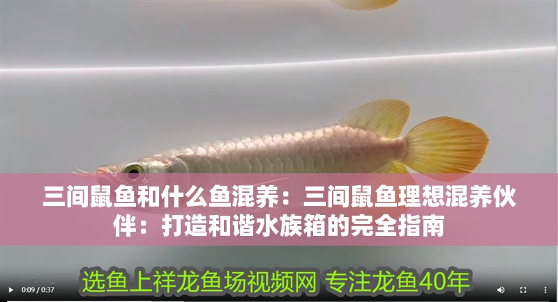 三間鼠魚和什么魚混養(yǎng):三間鼠魚理想混養(yǎng)伙伴:打造和諧水族箱的完全指南 龍魚論壇 三間鼠魚和什么魚混養(yǎng):三間鼠魚理想混養(yǎng)伙伴:打造和諧水族箱的完全指南 三間鼠魚和什么魚混養(yǎng):三間鼠魚理想混養(yǎng)伙伴:打造和諧水族箱的完全指南 龍魚論壇