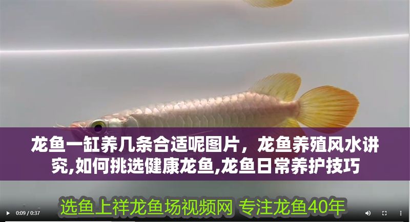 龍魚一缸養幾條合適呢圖片，龍魚養殖風水講究,如何挑選健康龍魚,龍魚日常養護技巧