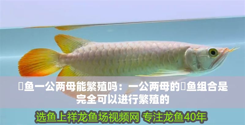 魟魚一公兩母能繁殖嗎：一公兩母的魟魚組合是完全可以進行繁殖的