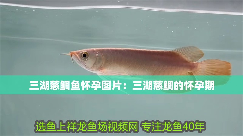 三湖慈鯛魚懷孕圖片:三湖慈鯛的懷孕期 龍魚論壇 三湖慈鯛魚懷孕圖片:三湖慈鯛的懷孕期 三湖慈鯛魚懷孕圖片:三湖慈鯛的懷孕期 龍魚論壇