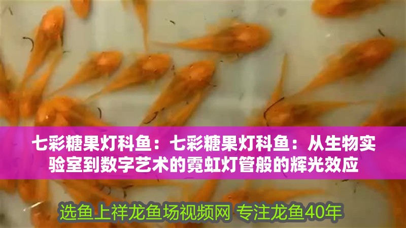 七彩糖果燈科魚：七彩糖果燈科魚：從生物實驗室到數字藝術的霓虹燈管般的輝光效應