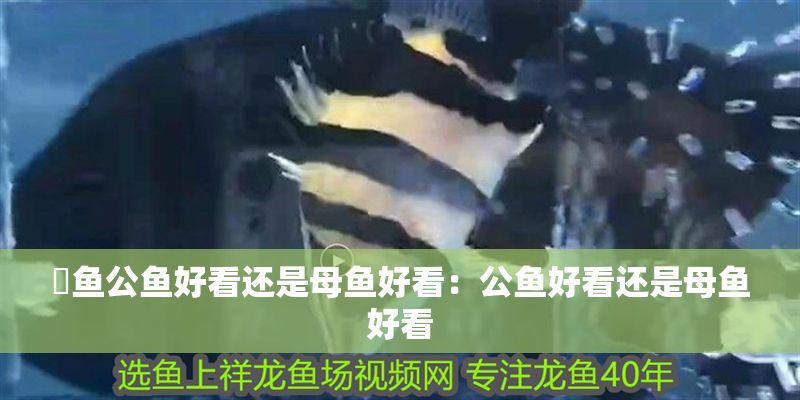魟魚公魚好看還是母魚好看：公魚好看還是母魚好看